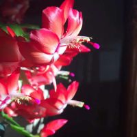 圆梦缘（手机微信进入）